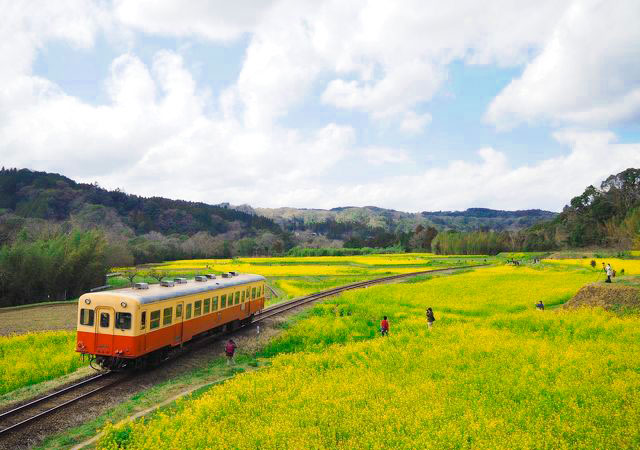 いすみ鉄道 菜の花列車